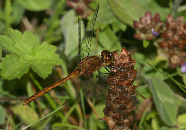 Sympetrum sp. Libellulidae