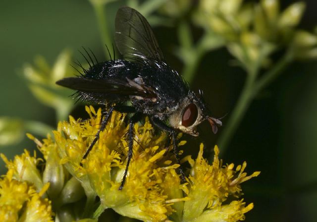 Jurinia sp. Tachinidae