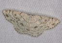 cyclophora_1451