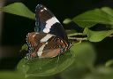 white_admiral_1049