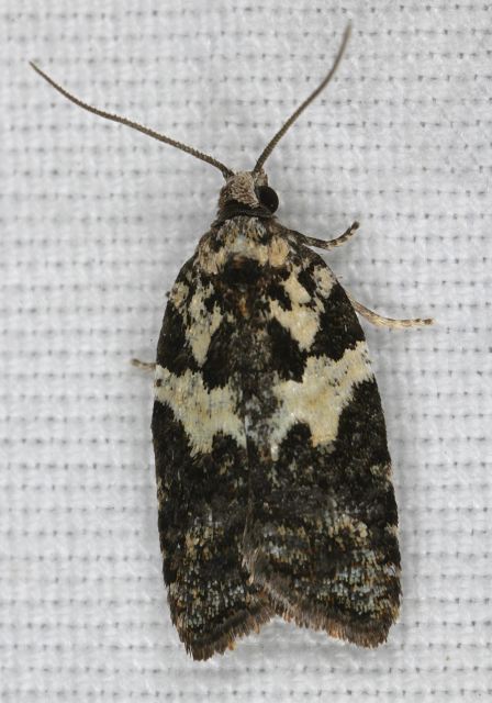 Acleris variana Tortricidae