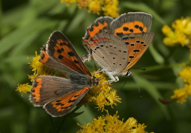 Lycaena phlaeas Lycaenidae