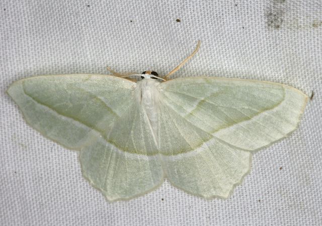 Campaea perlata Geometridae