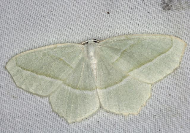 Campaea perlata Geometridae