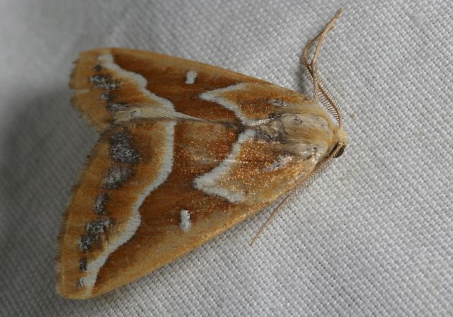 Caripeta angustiorata Geometridae