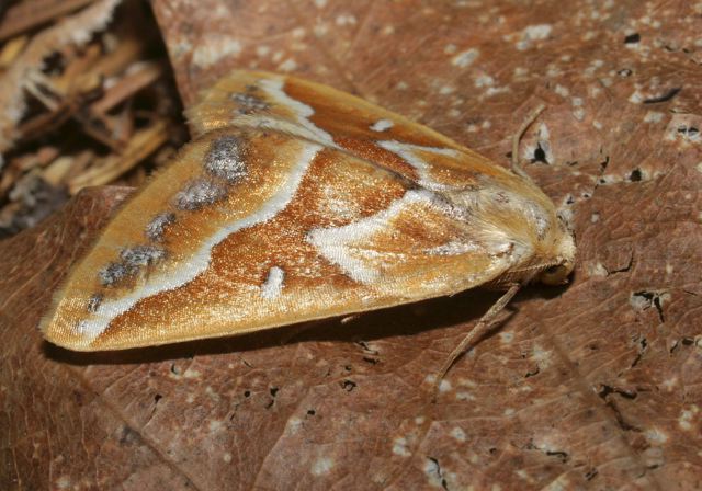 Caripeta angustiorata Geometridae