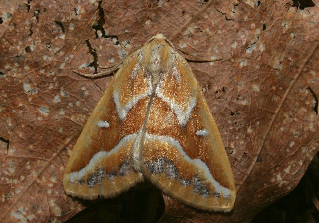 Caripeta angustiorata Geometridae