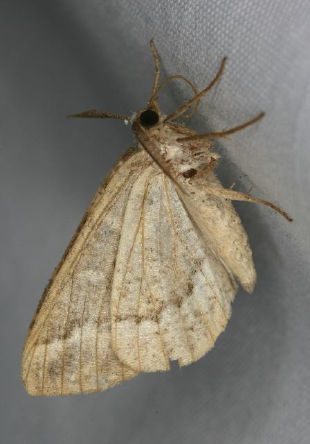 Caripeta divisata Geometridae