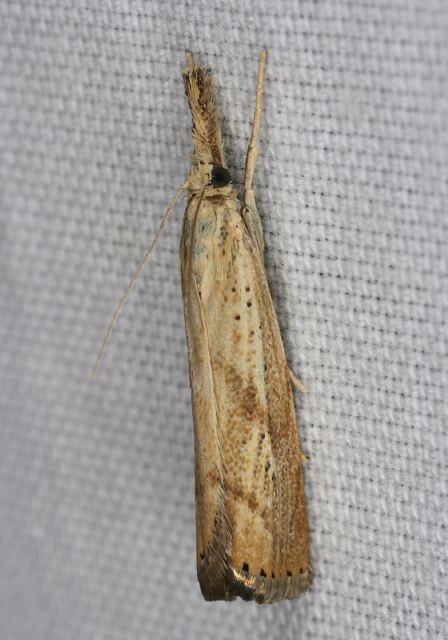 Agriphila ruricolella Crambidae