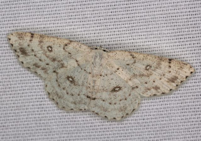 Cyclophora pendulinaria Geometridae