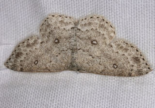 Cyclophora pendulinaria Geometridae