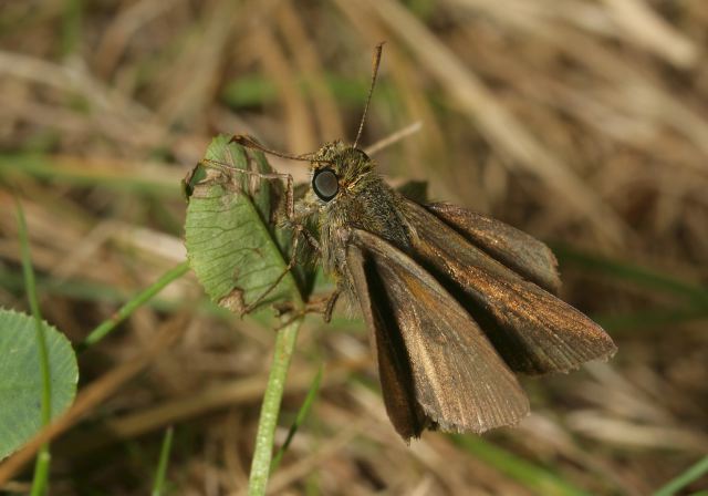 Euphyes vestris Hesperiidae