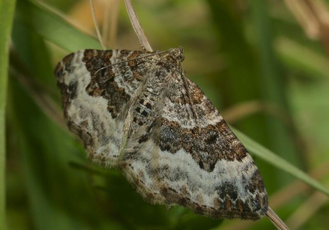 Epirrhoe alternata Geometridae