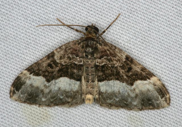 Euphyia intermediata Geometridae