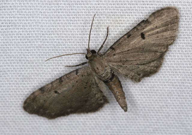 Eupithecia miserulata Geometridae