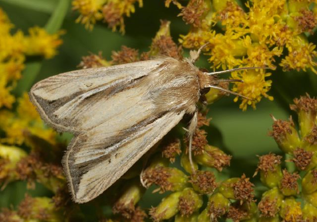 Faronta diffusa Noctuidae