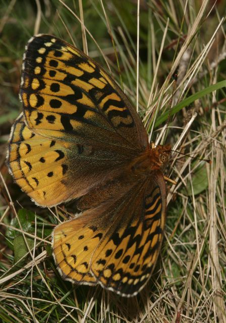 Speyeria cybele Nymphalidae