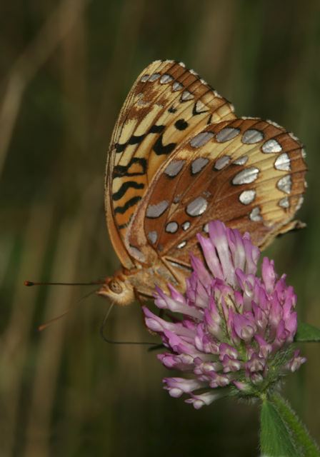 Speyeria cybele Nymphalidae