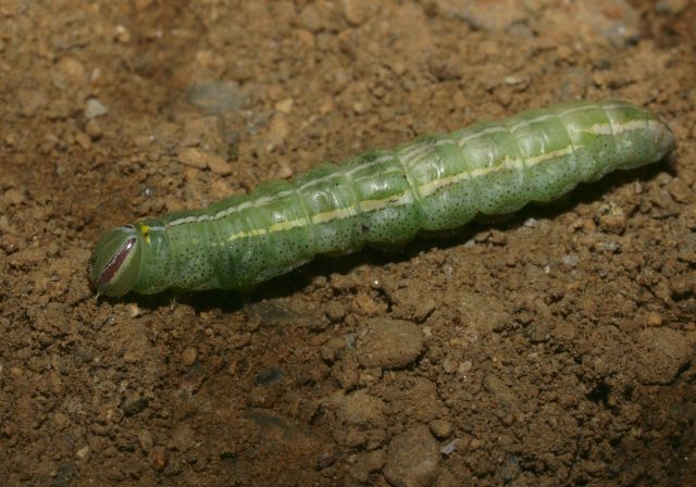 Heterocampa guttivitta Notodontidae