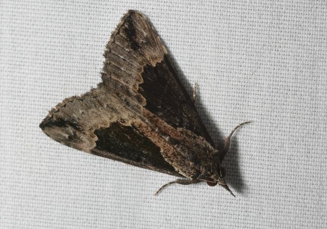 Hypena baltimoralis Erebidae