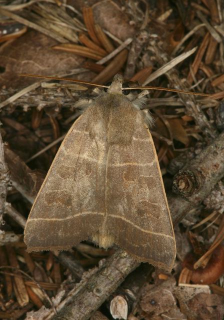 Ipimorpha pleonectusa Noctuidae