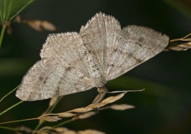   Geometridae