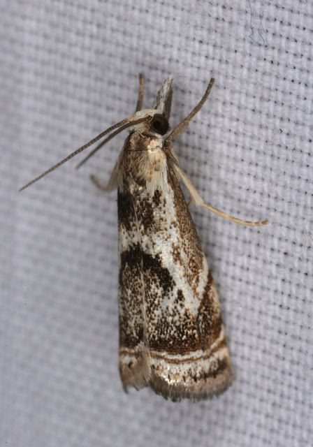 Microcrambus elegans Crambidae