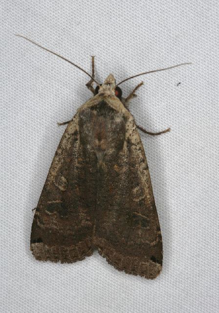 Noctua pronuba Noctuidae