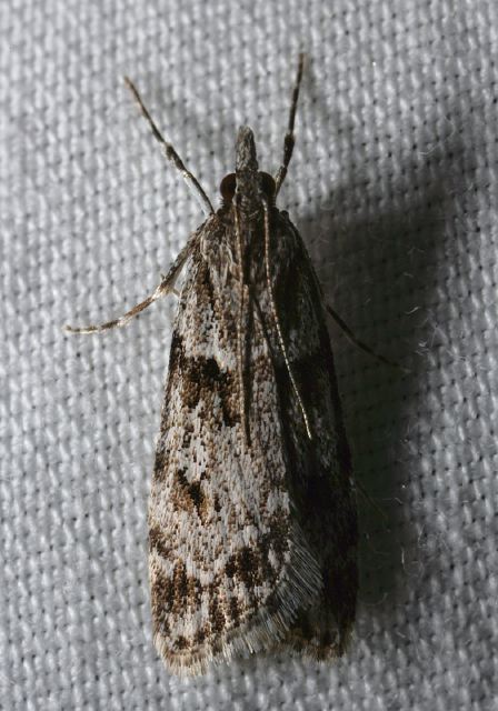 Scoparia biplagialis Crambidae