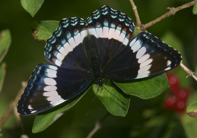 Limenitis arthemis arthemis Nymphalidae