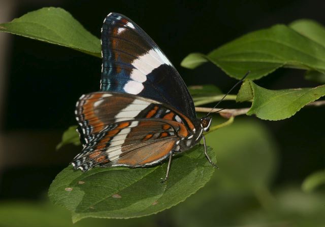 Limenitis arthemis arthemis Nymphalidae