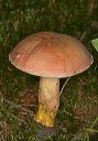 mushroom_1851
