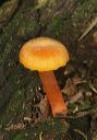 mushroom_2140