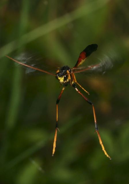 Banchus sp. Ichneumonidae