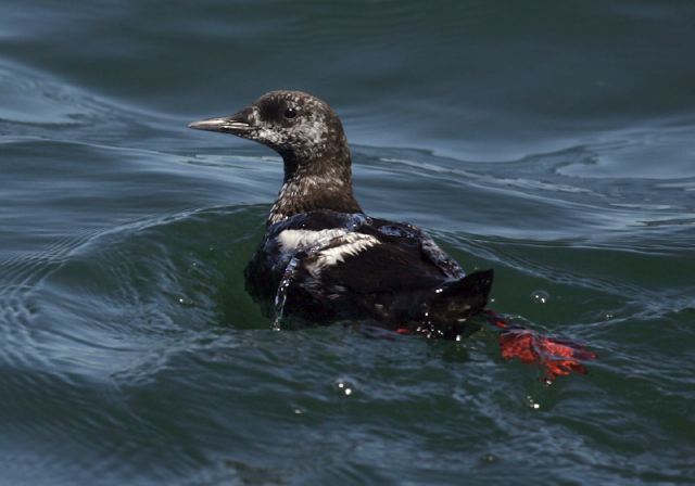 Cepphus grylle Alcidae