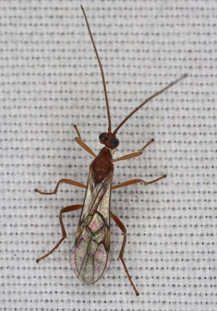   Braconidae