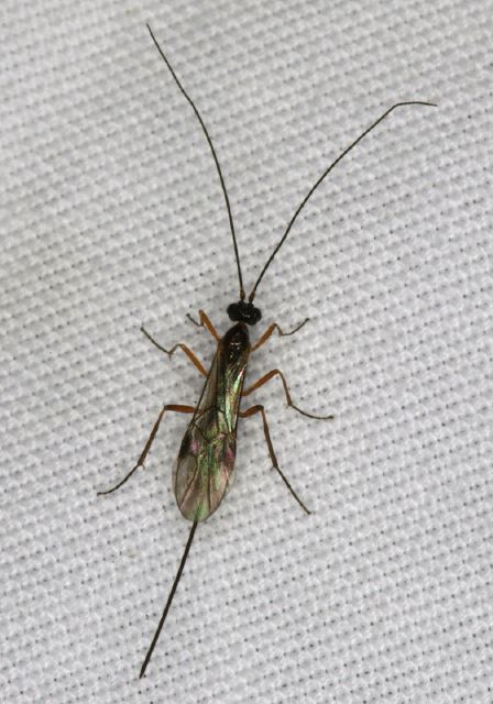   Braconidae