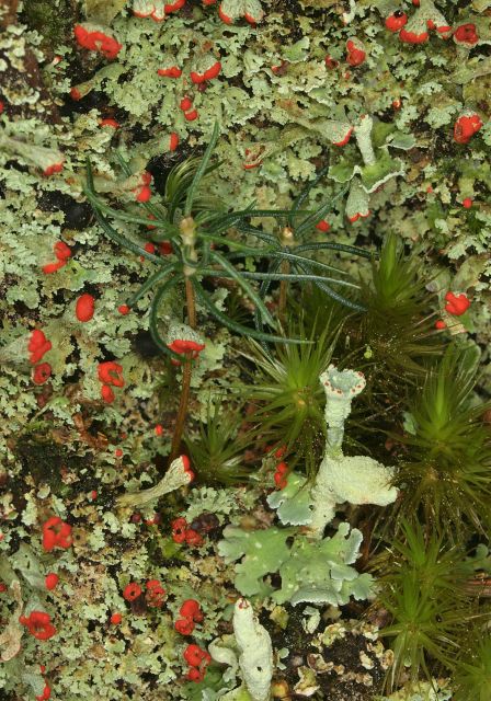 Cladonia deformis Cladoniaceae