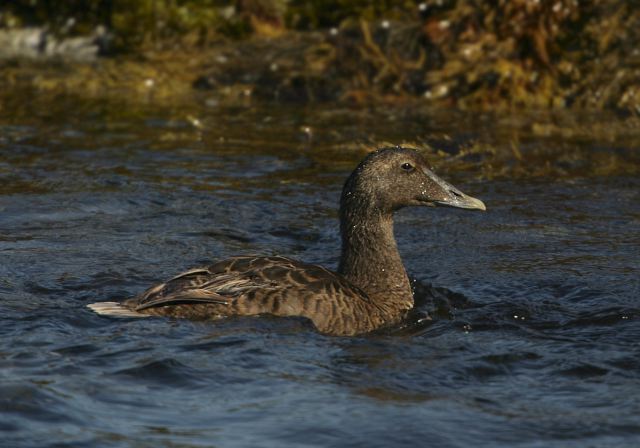 Somateria mollissima Anatidae