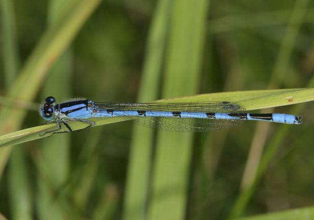 Enallagma civile Coenagrionidae