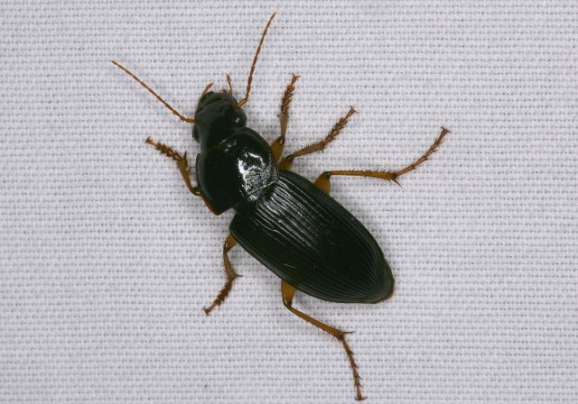 Harpalus sp. Carabidae