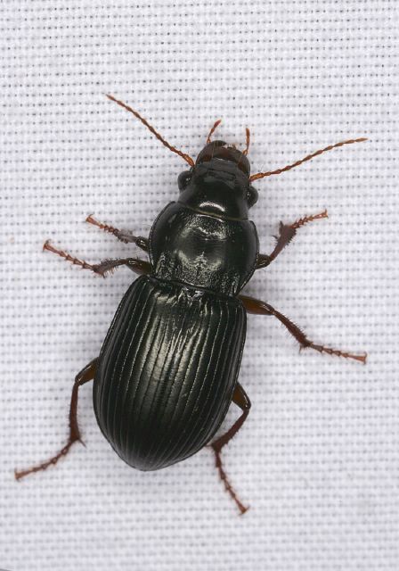 Amara aulica Carabidae