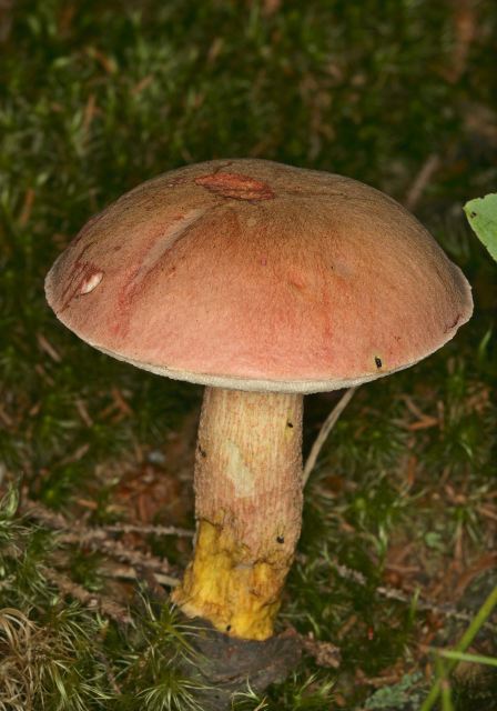 Boletus sp. Suillaceae