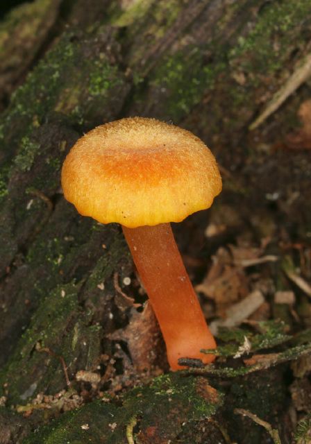 Hygrocybe sp. Tricholomataceae