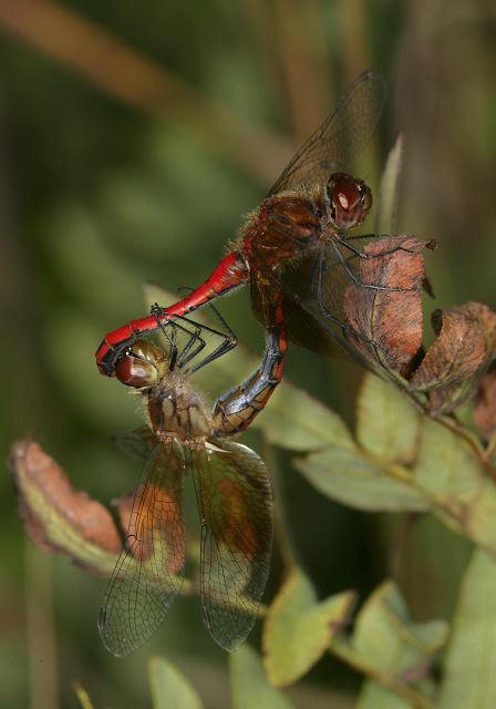 Sympetrum semicinctum Libellulidae