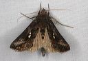 autographa_2309