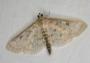 herpetogramma_1644