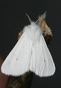 spilosoma_2263