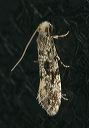 tineidae_moth_2062