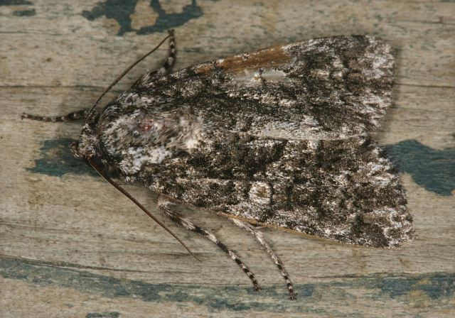 Acronicta marmorata Noctuidae